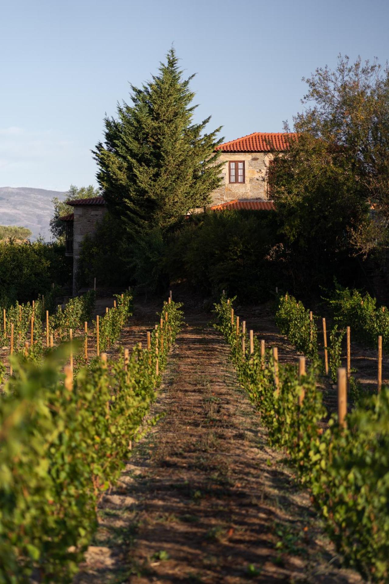 Casa de Sao Miguel Douro - Photo 41