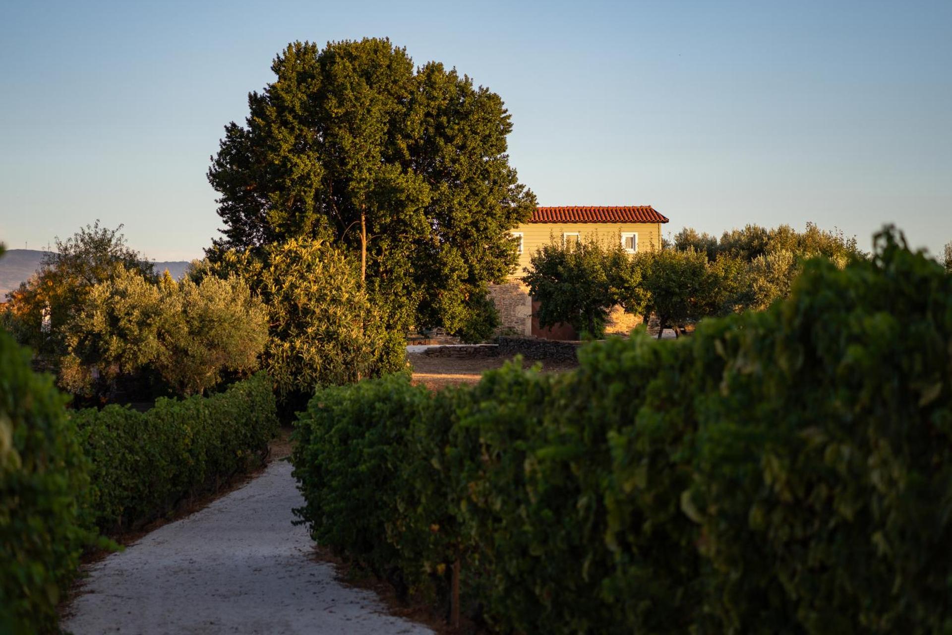 Casa de Sao Miguel Douro - Photo 102