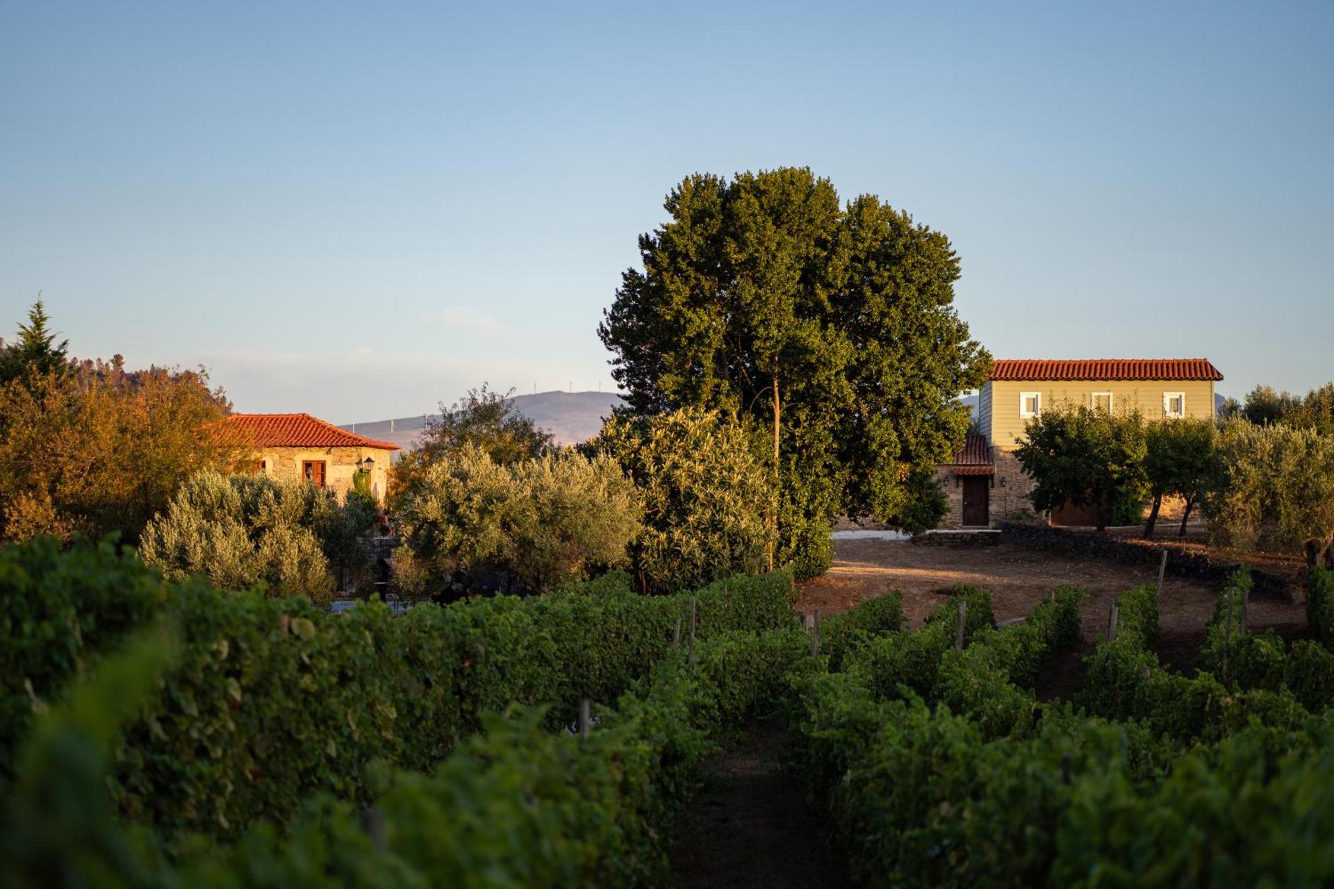 Casa de Sao Miguel Douro - Photo 124