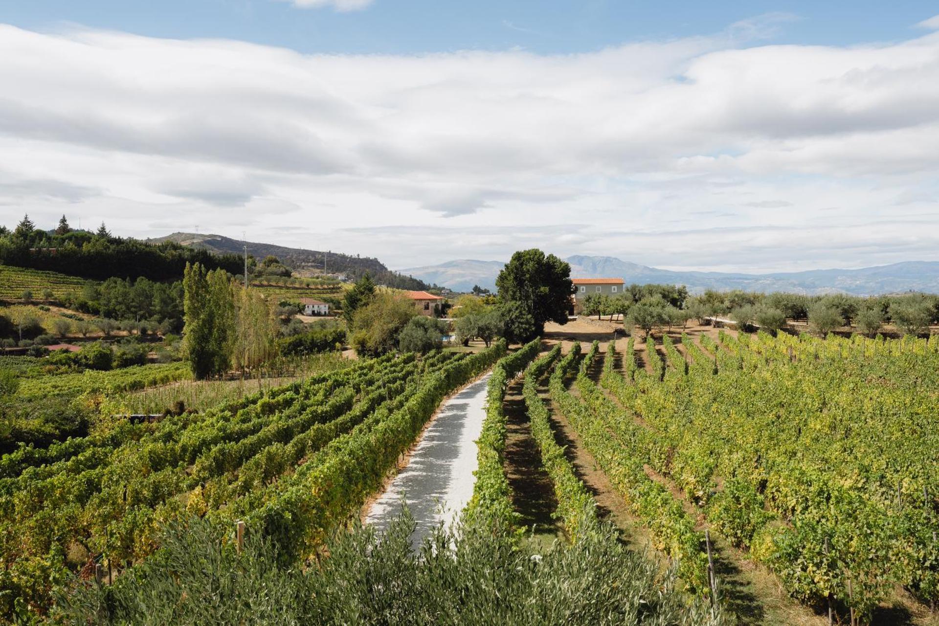Casa de Sao Miguel Douro - Photo 148