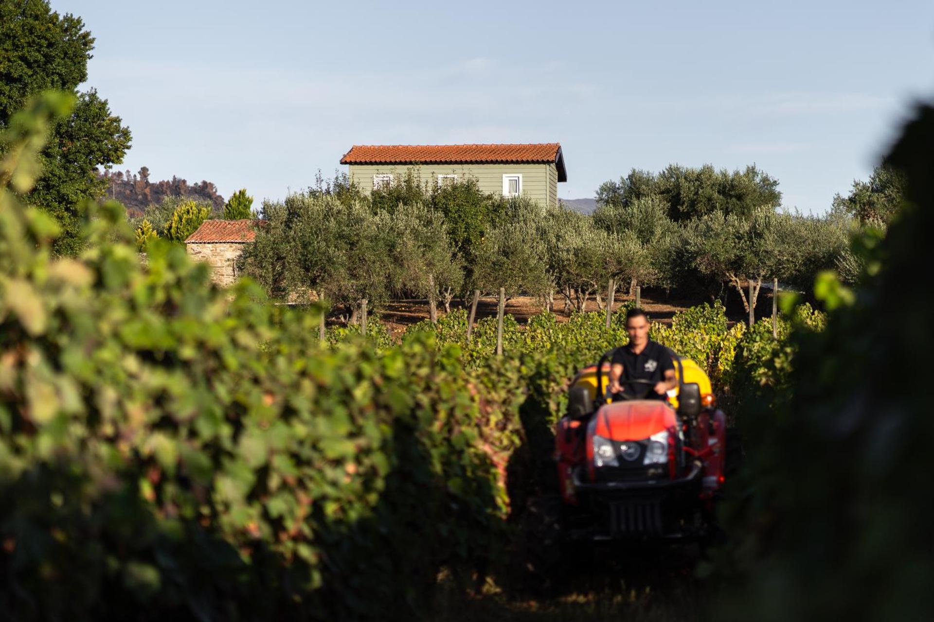 Casa de Sao Miguel Douro - Photo 212