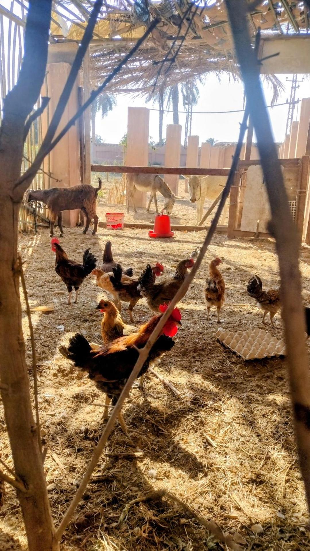 Alf Layla Resort - Photo 17