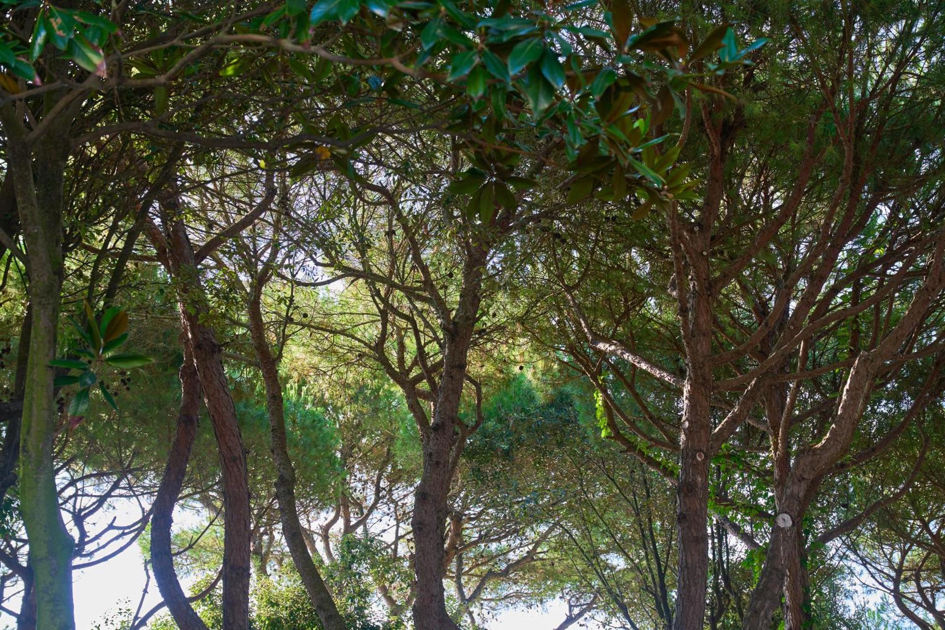 Hotel Viña del Mar Pineta - Photo 9