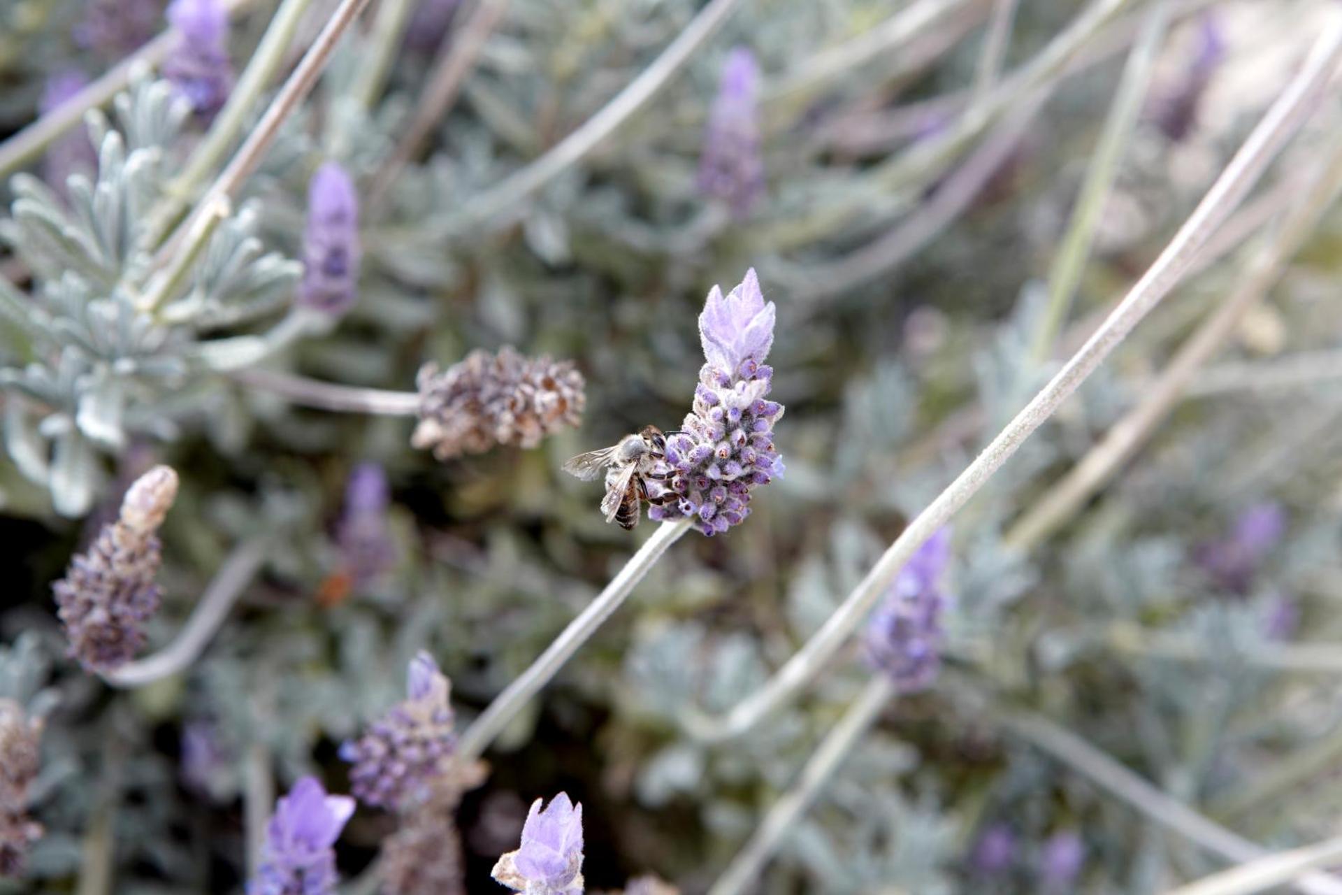 Avra Private Suites - Photo 190