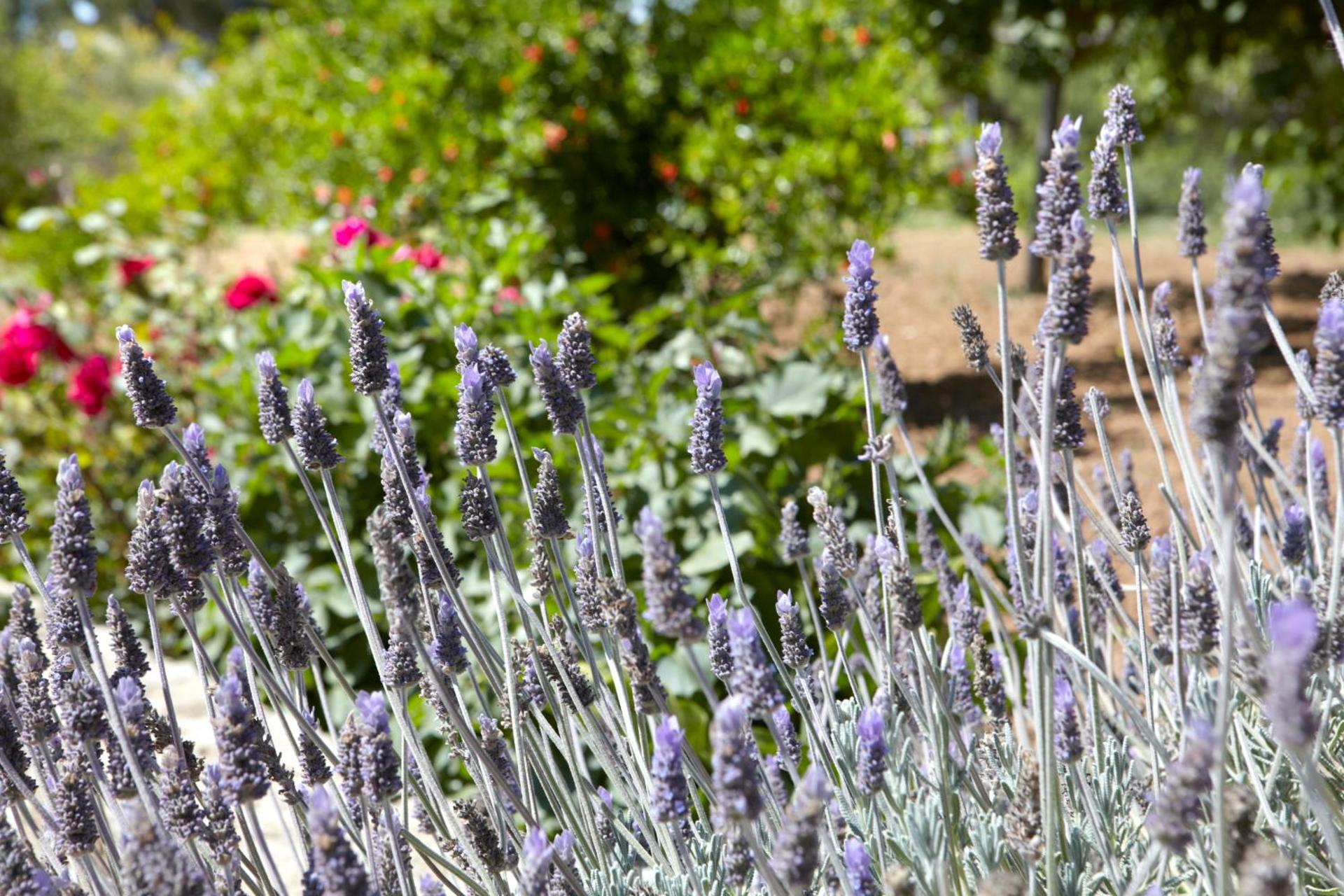 Avra Private Suites - Photo 31