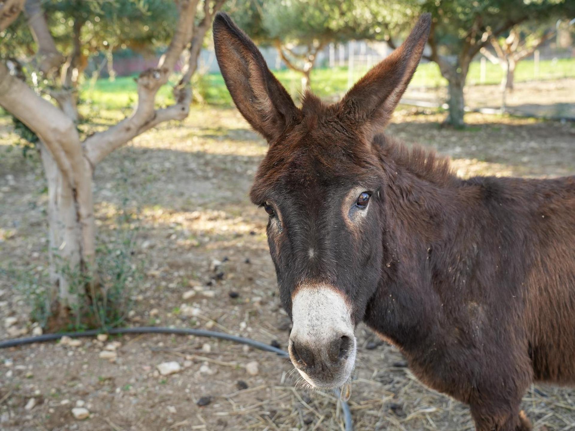 Villa Alaya - Photo 50