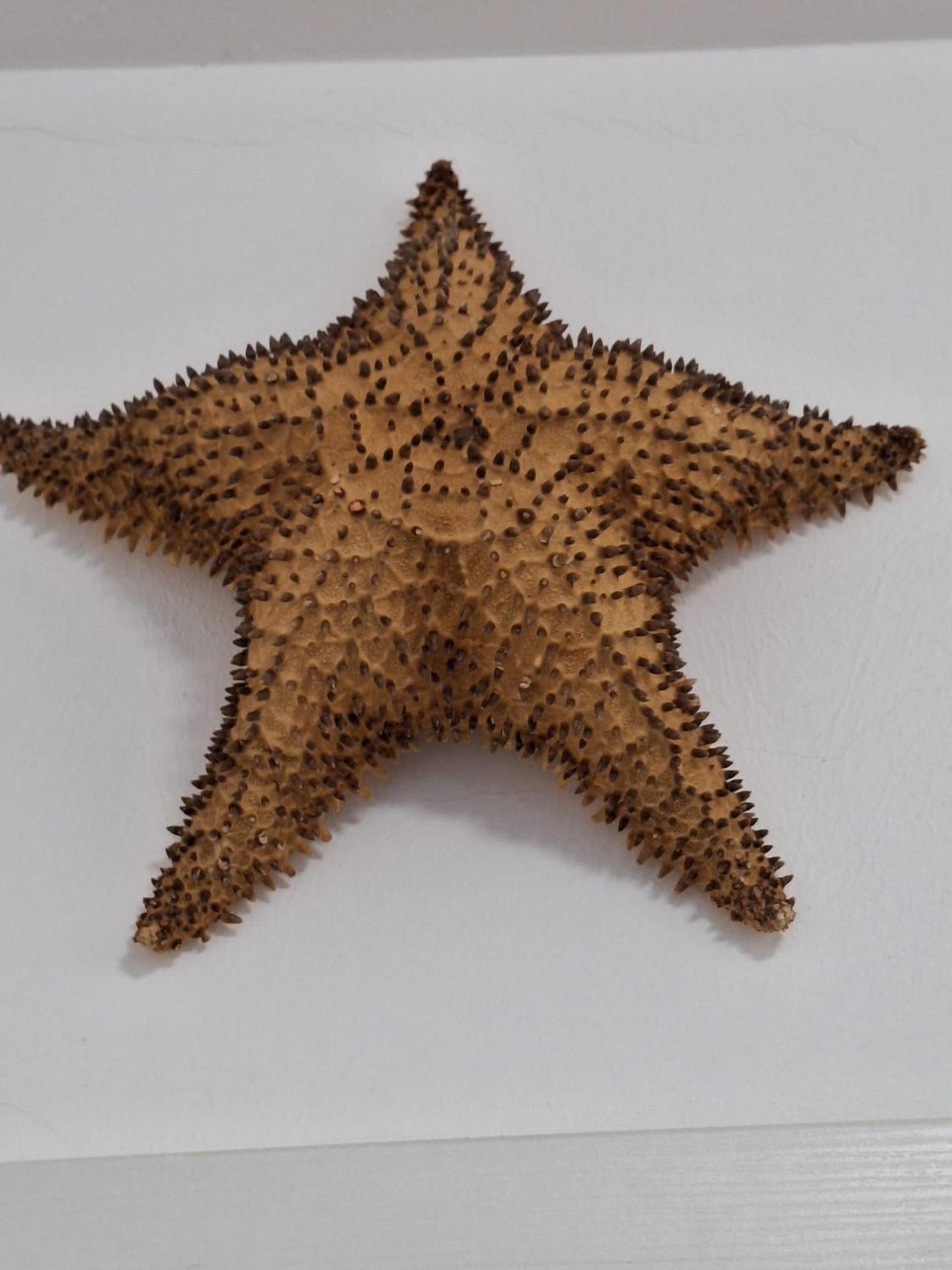 PASSION DEL CARIBE - CORAL VILLAGE 1 - modern and fully equipped apartments & suites in residence with pool and 24 hour security, close the beach, shops, bars, restaurants & entertainment - Photo 96