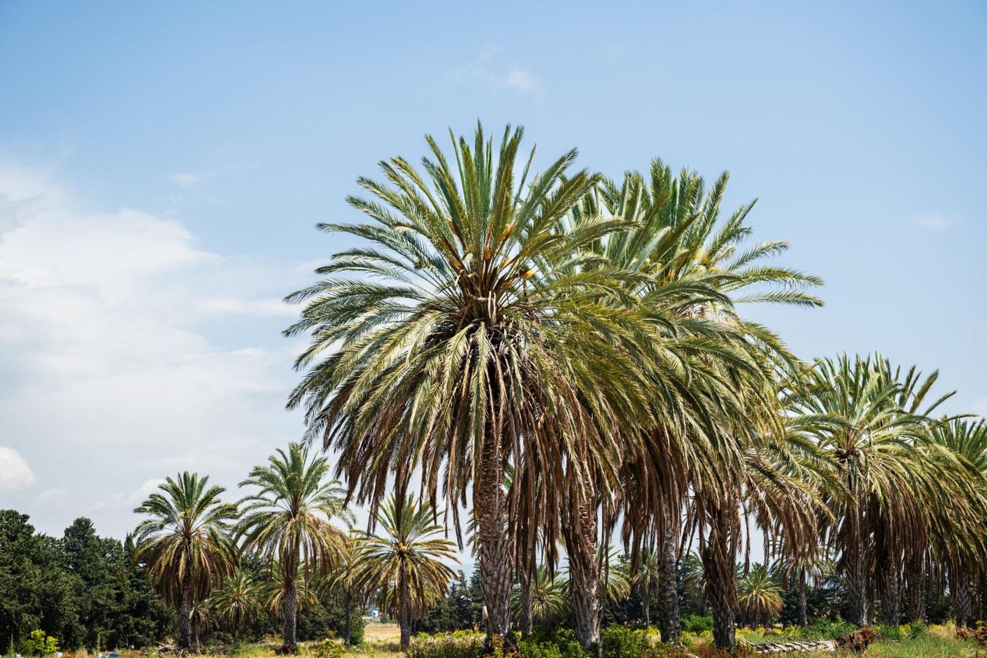 Azia Resort & Spa - Photo 125