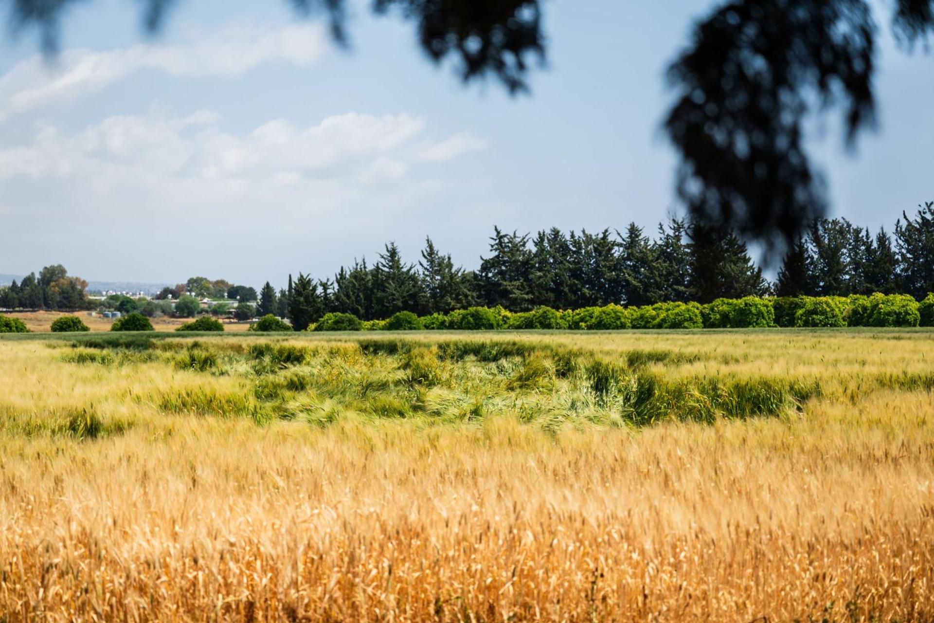 Azia Resort & Spa - Photo 127