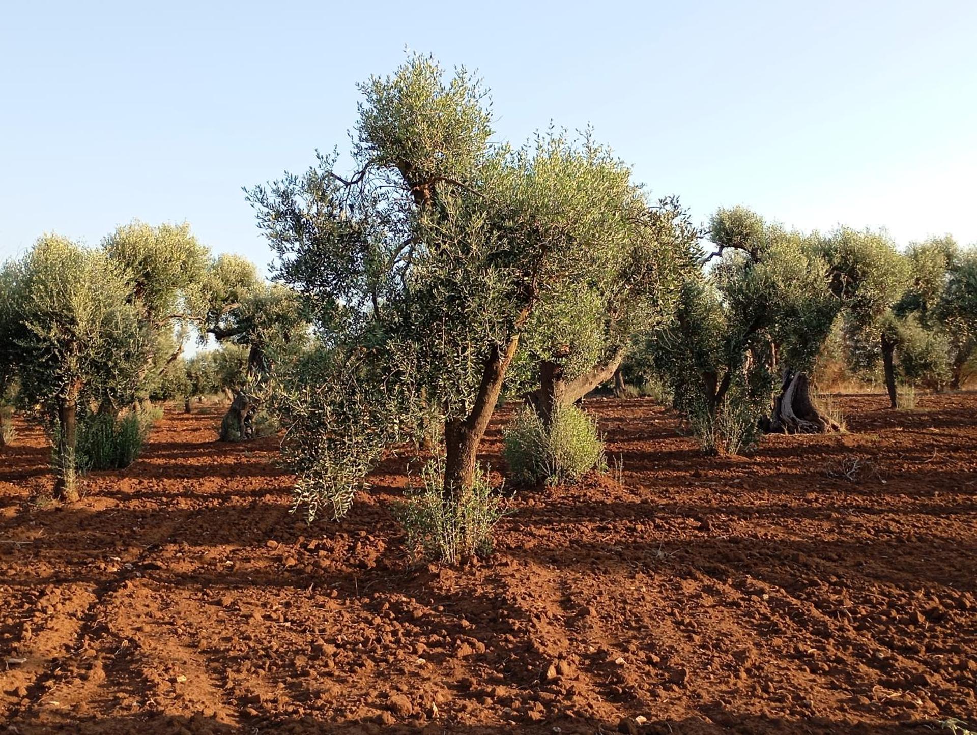 Agriturismo Il Pavone - Photo 100