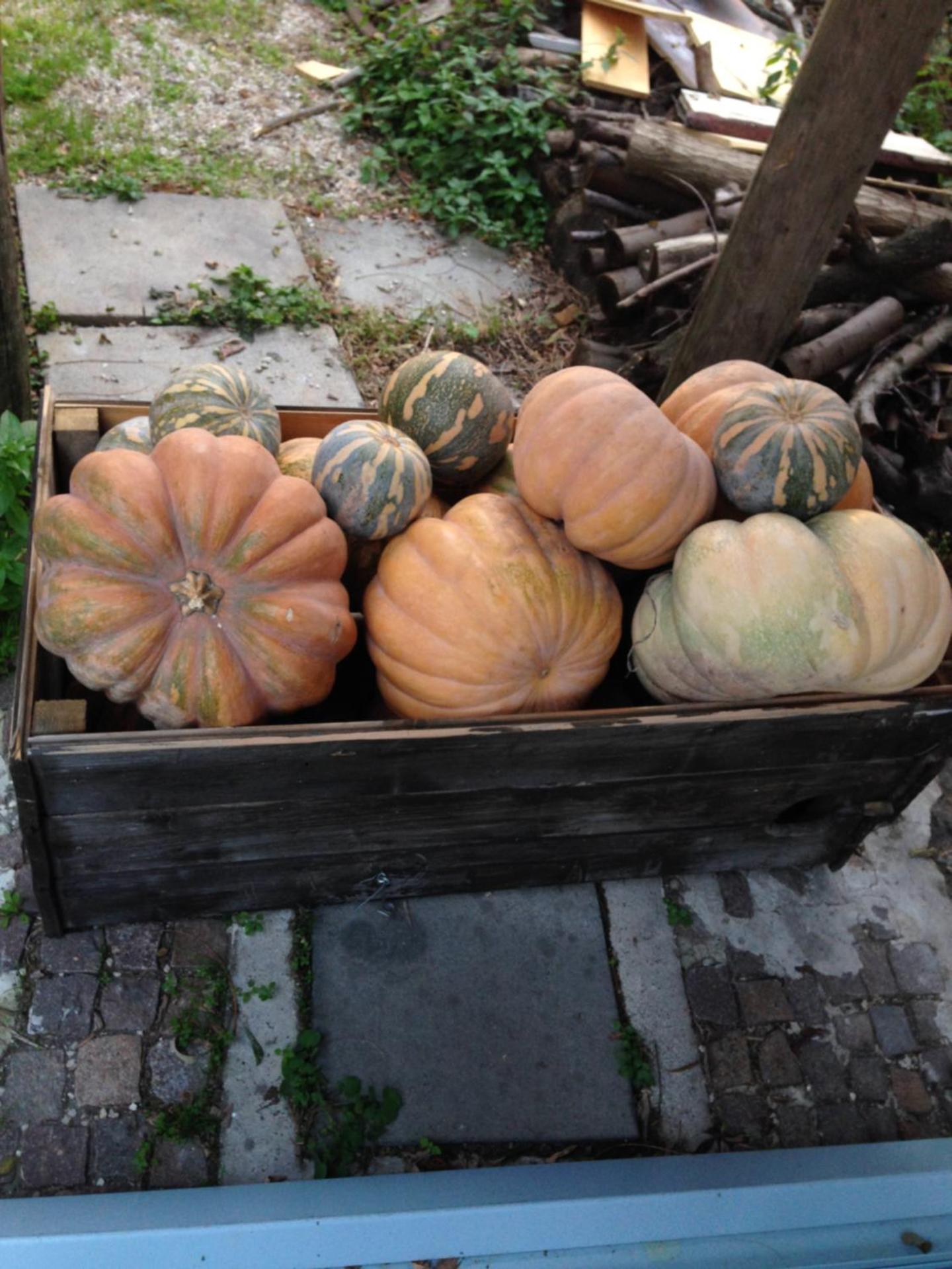 Domus Agricolae Corallina - Photo 25