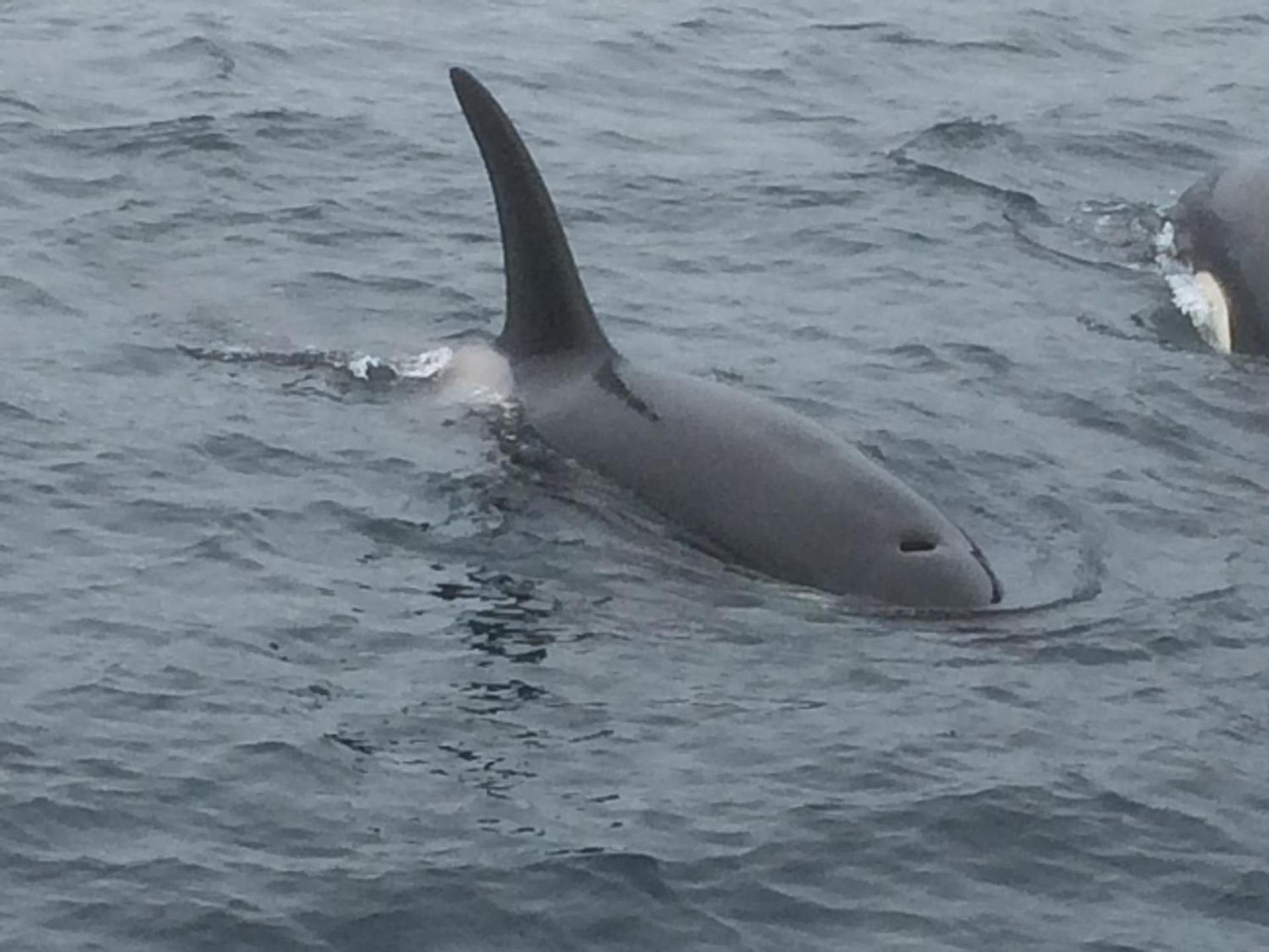 Buodden Rorbuer - Fisherman Cabins Sørvågen - Photo 26