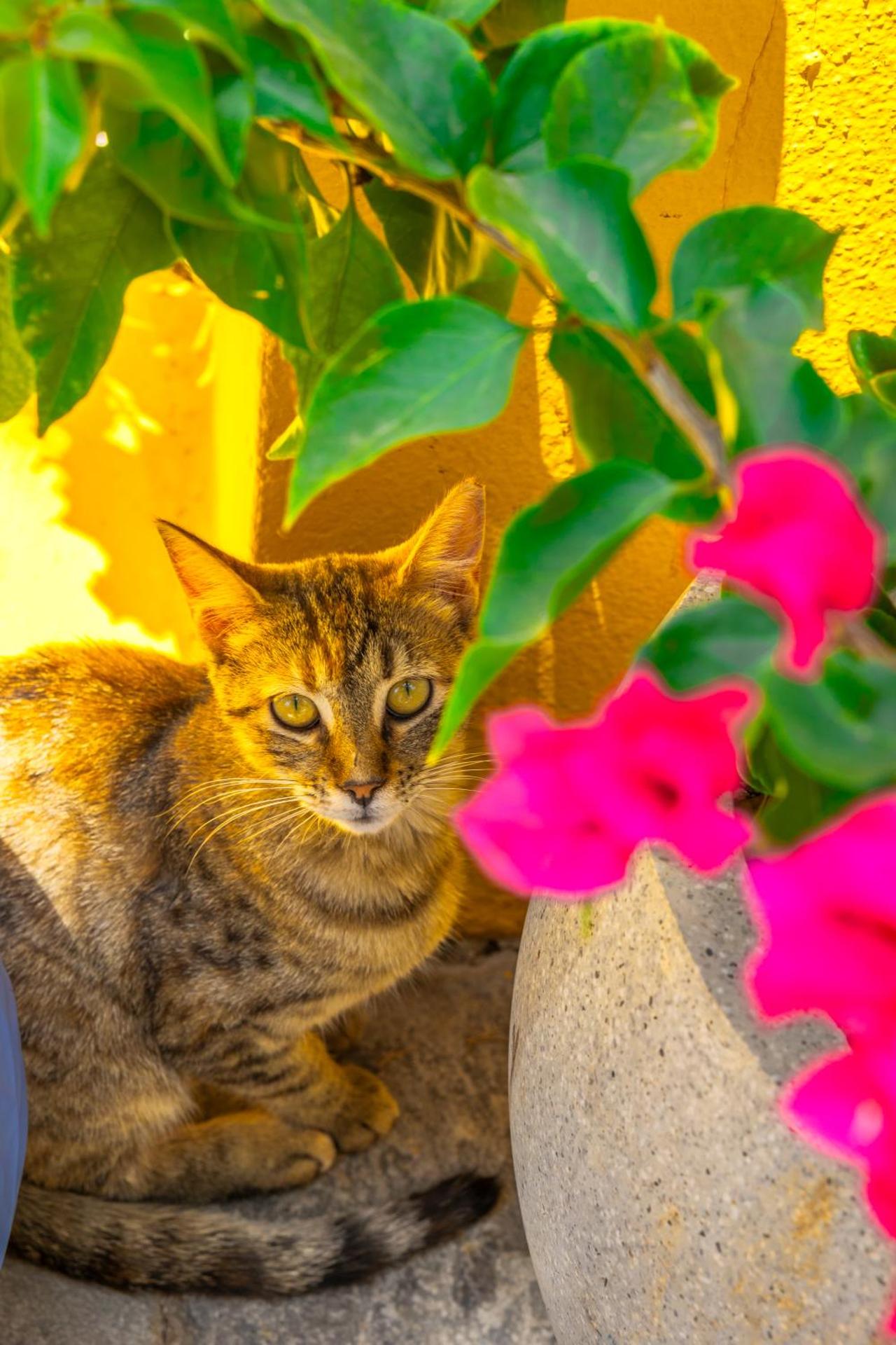 Symi Garden Studios - Photo 109