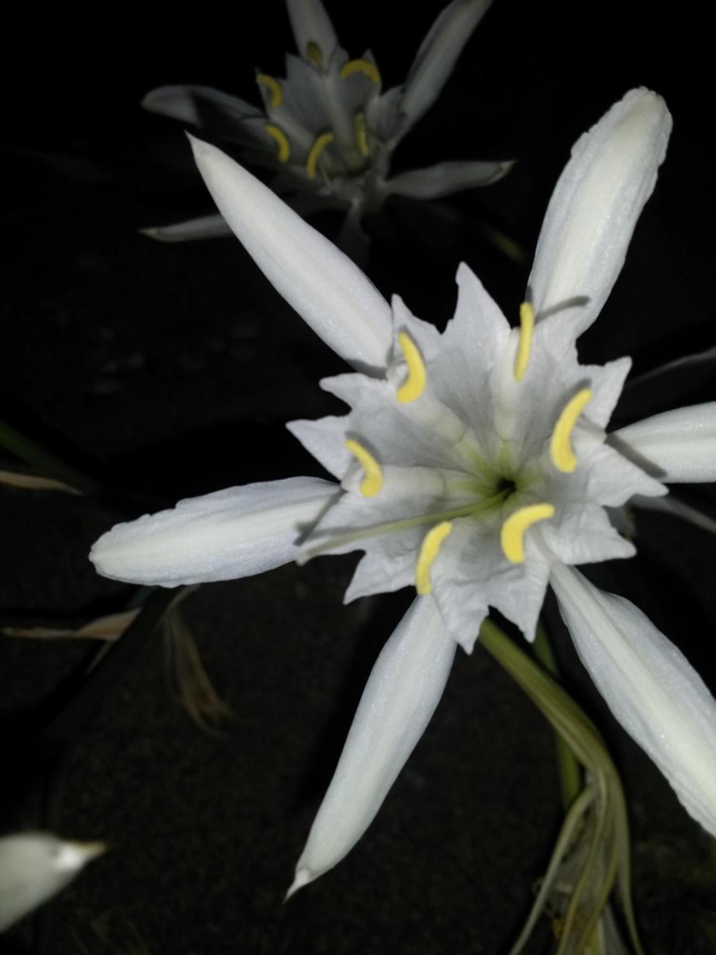 Anastasia Sea View - Photo 181