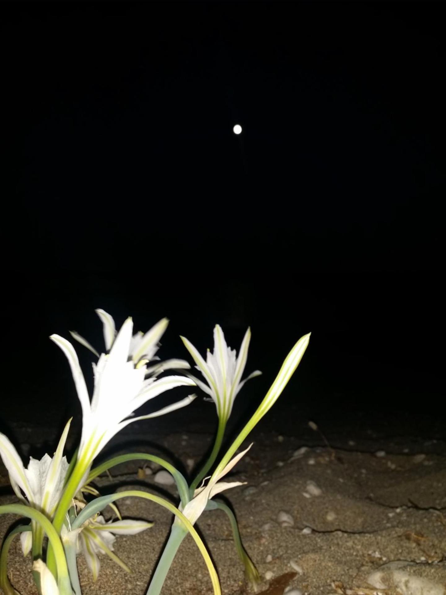 Anastasia Sea View - Photo 182