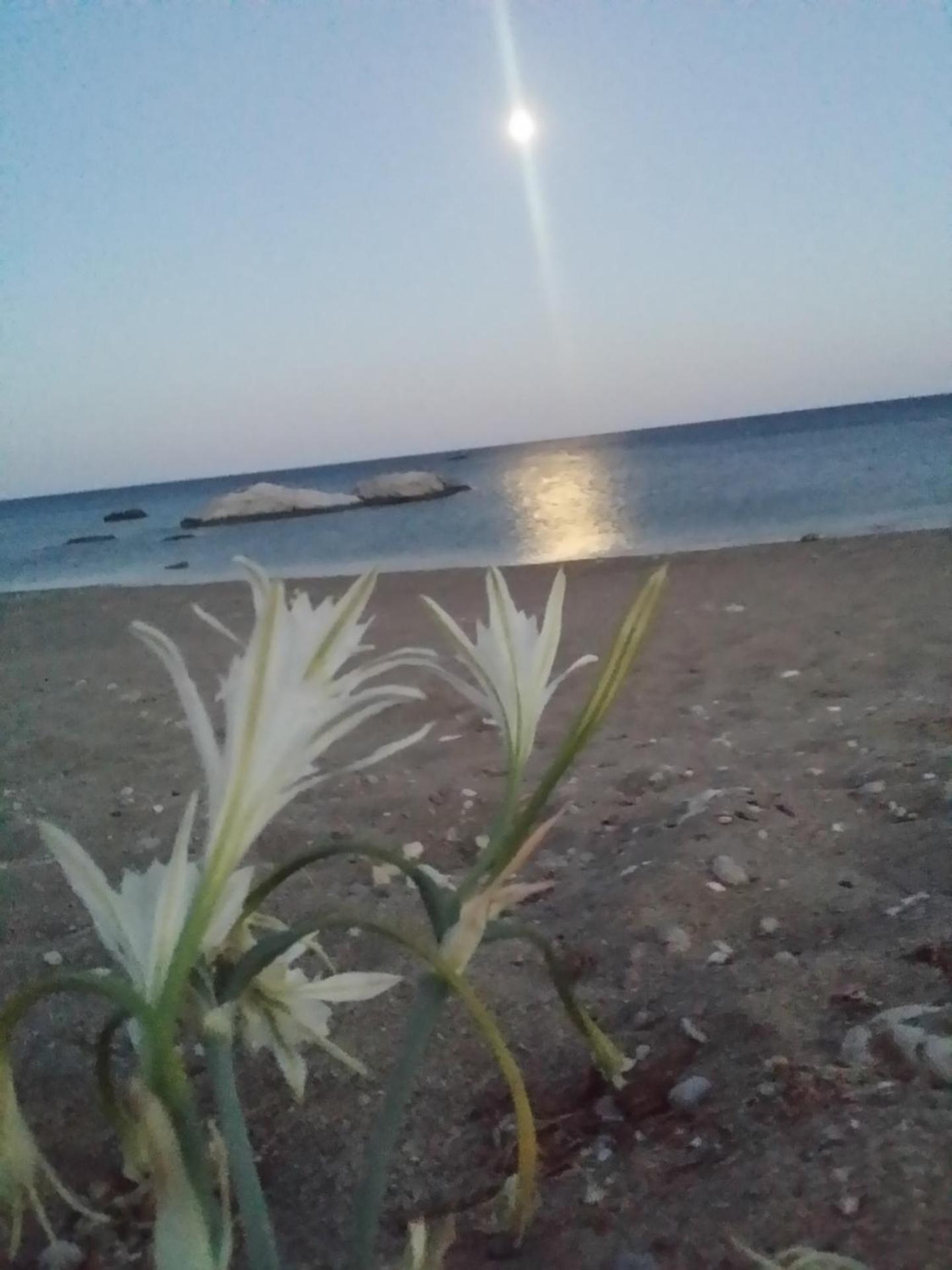 Anastasia Sea View - Photo 183