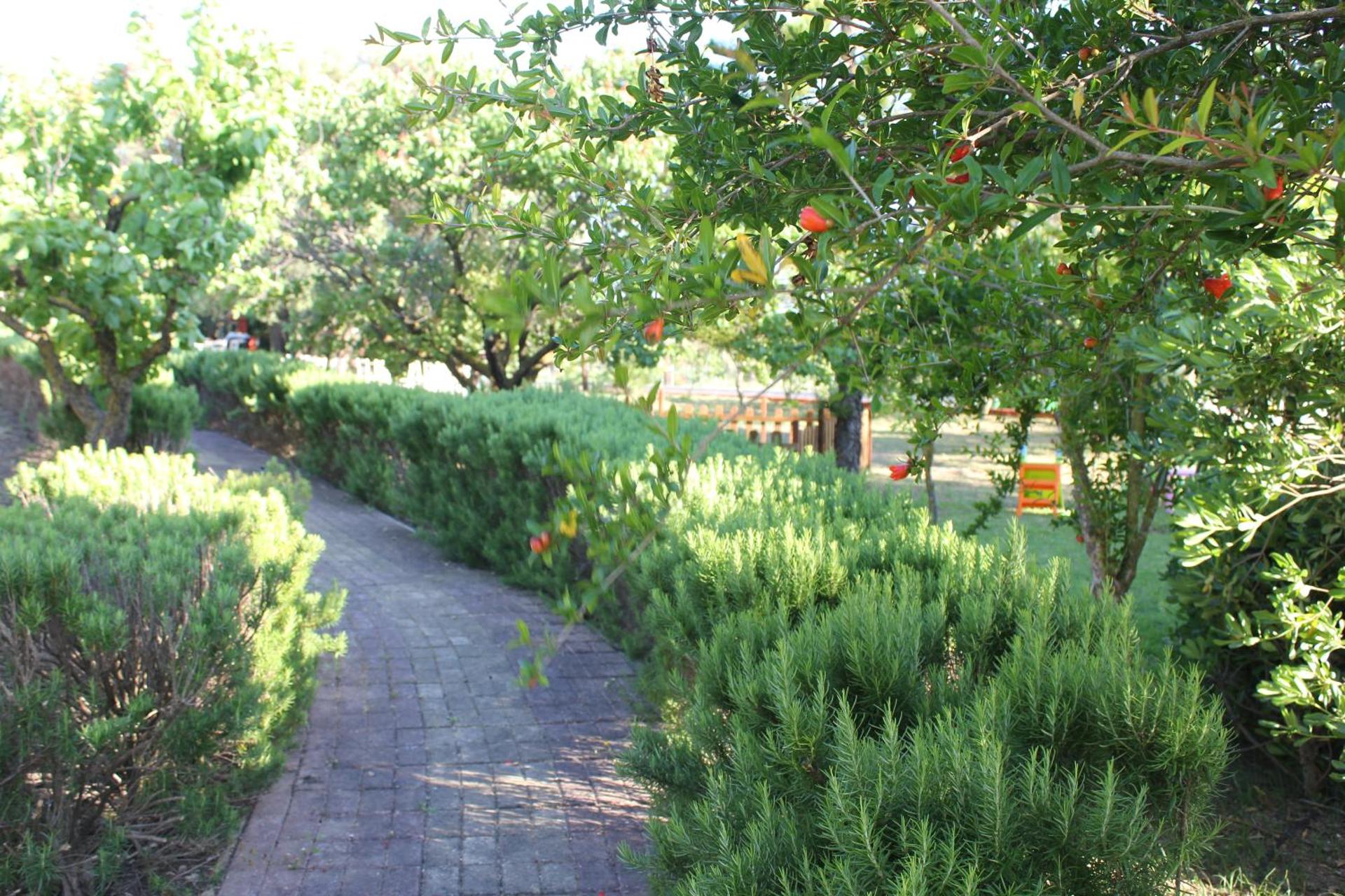 Dendrolivano - Photo 30