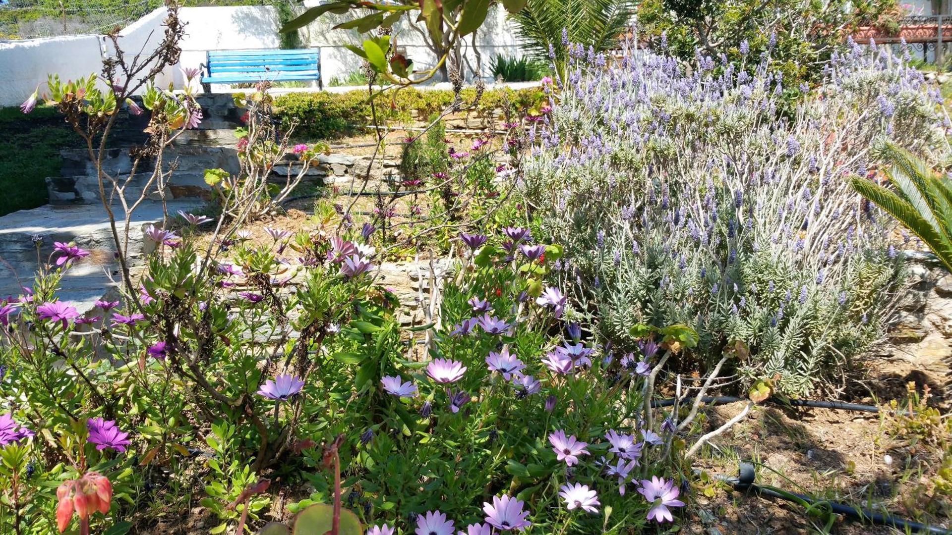 Blue Dolphin - Photo 188