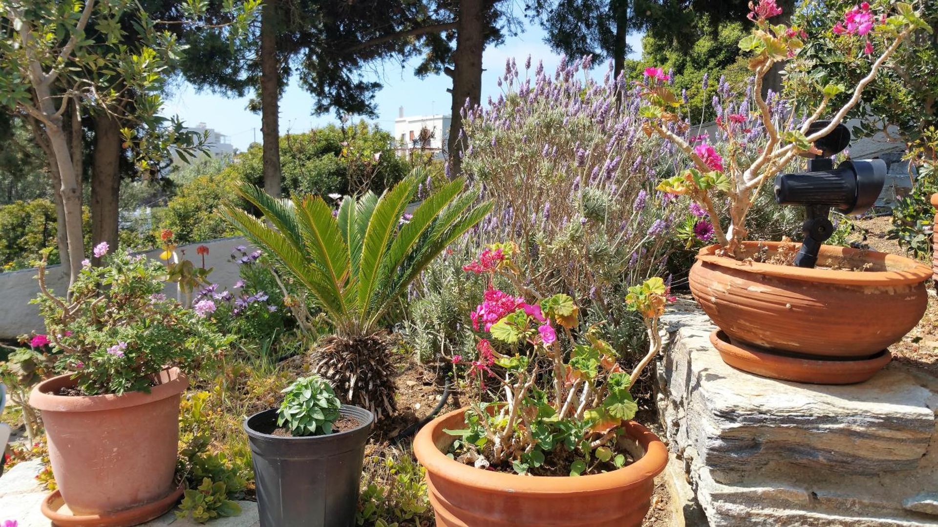 Blue Dolphin - Photo 190