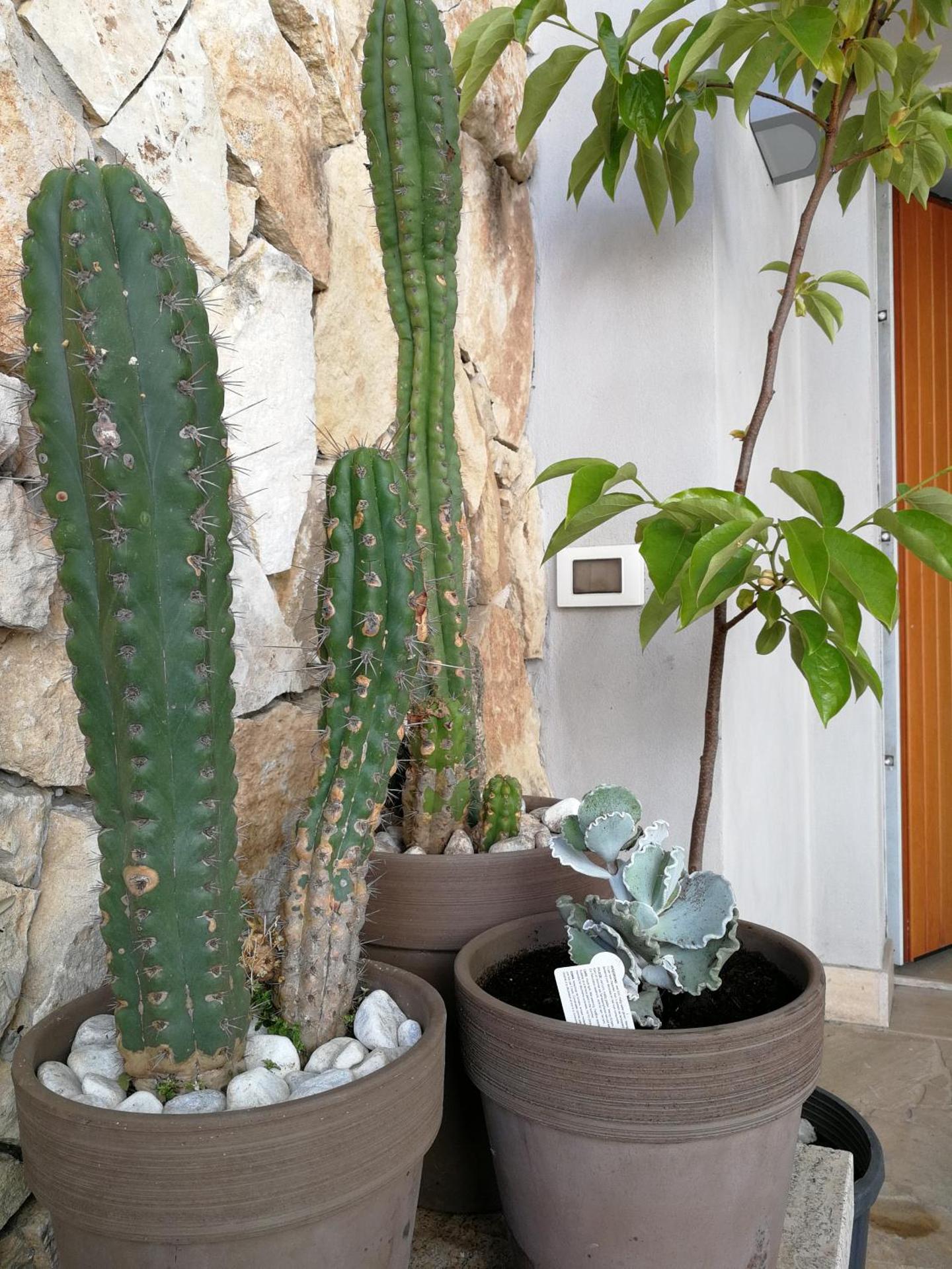 Il Giardino Dei Limoni - Photo 38