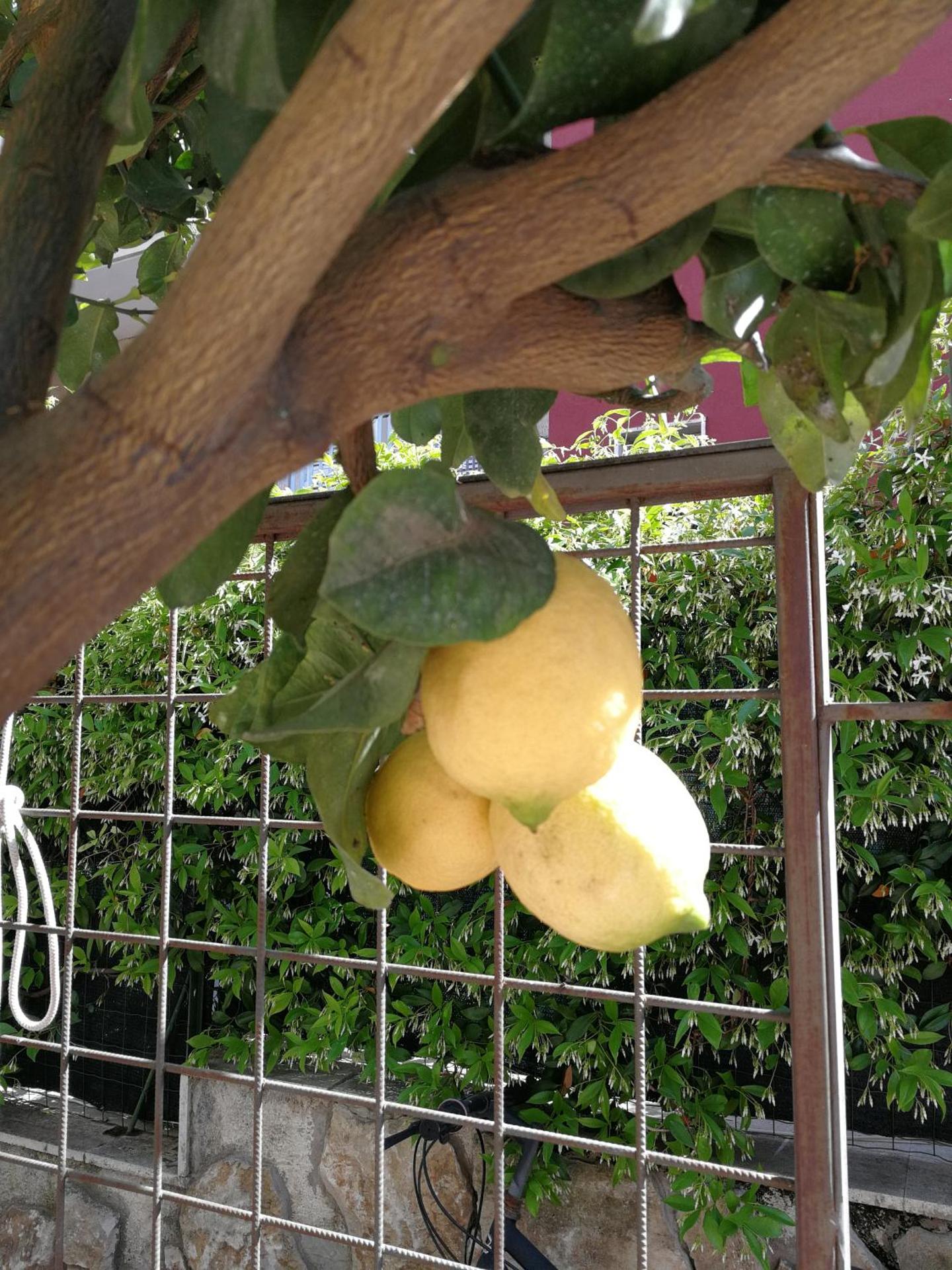 Il Giardino Dei Limoni - Photo 36
