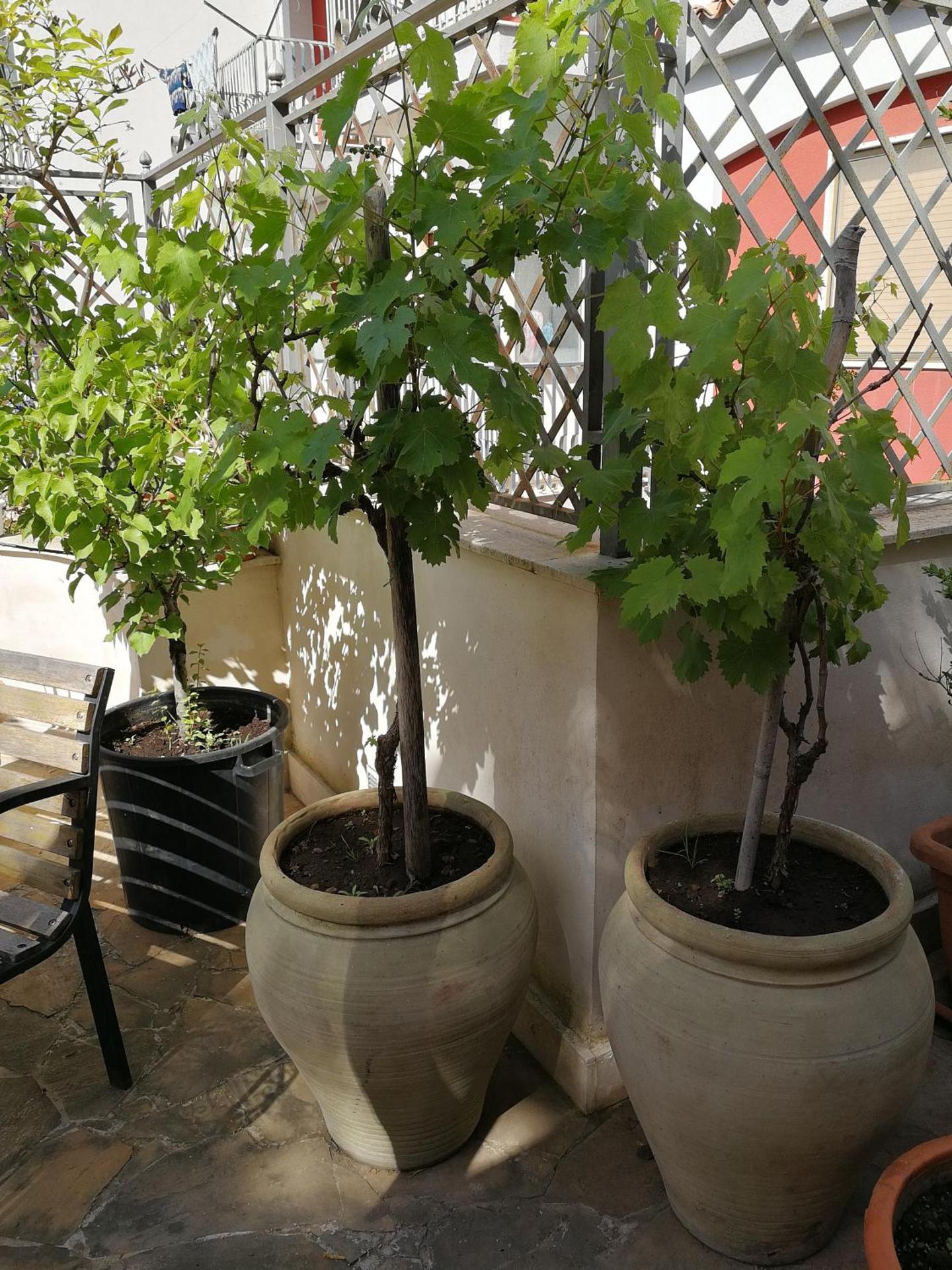 Il Giardino Dei Limoni - Photo 32