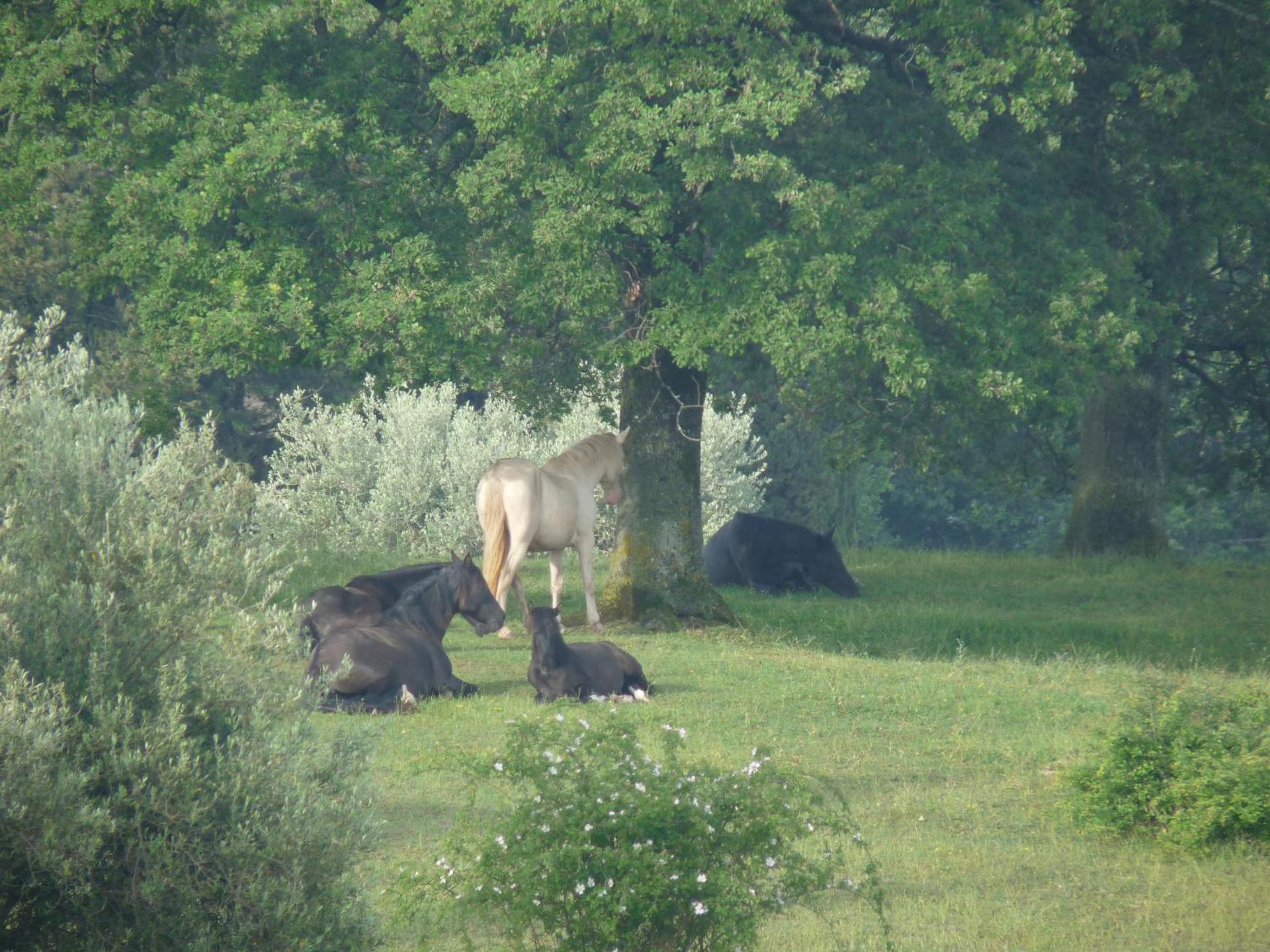 Castello Di Giomici - Photo 187