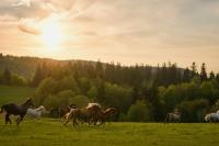 Zvieratá v ubytovaní bed & breakfast alebo blízkom okolí