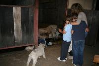 Domácí mazlíčci ubytovaní s hosty v ubytování Hotel Rural Yeguada Albeitar