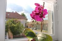 a pink flower in a vase in a window at Luma 1 in Osijek