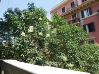 A garden outside Nori Guest House