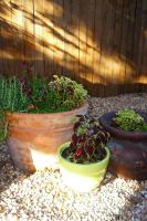 Ein Garten an der Unterkunft Tiny House
