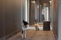 Domáce zviera alebo zvieratá hostí v ubytovaní Hotel Perła