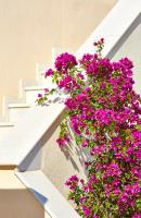 A garden outside Le Blanc Suite