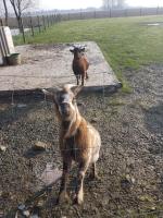 two goats are standing behind a wire fence at Holiday home Het Zeugekot in Beveren