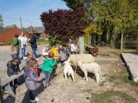 a group of children looking at sheep in a pen at Holiday home Het Zeugekot in Beveren