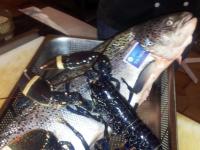 una langosta sentada encima de una caja de pescado en Hotel Aurelia, en Les Arcs sur Argens