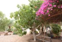 Ein Garten an der Unterkunft Williams House