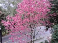 a tree with pink flowers on it next to a street at Ti Siang B&amp;B in Ren&#39;ai