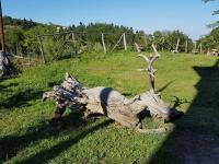 Vonkajšia záhrada v ubytovaní Mouson Melathron