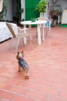 a small dog standing on a brick floor with a table and chairs at Pensión San Benito Abad in Seville