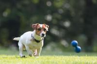 a brown and white dog chasing a blue ball at Le Rocher Hotel in Champoluc