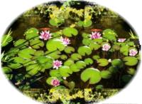 a group of water lilies with pink flowers and green leaves at Pension zum Saale Blick in Bad Kissingen