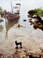 a cat standing in the water next to a boat at Oon Lee Bungalows in Ko Jum