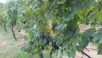 Agriturismo Val di Nappoにある庭