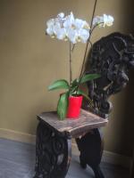 a plant in a red pot sitting on a chair at Le Chat Blanc in Versols-et-Lapeyre