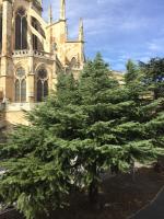 Vonkajšia záhrada v ubytovaní Suites La Catedral