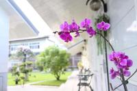 a bunch of purple flowers on a window sill at Bay of Stars in Ji&#39;an