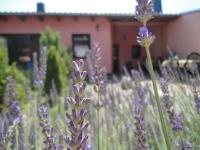 Zahrada ubytování Ferienhaus Krüger