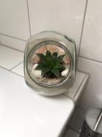 a plant in a glass pot sitting on a shelf at FeWo s Runde Wiese RW in Greifswald